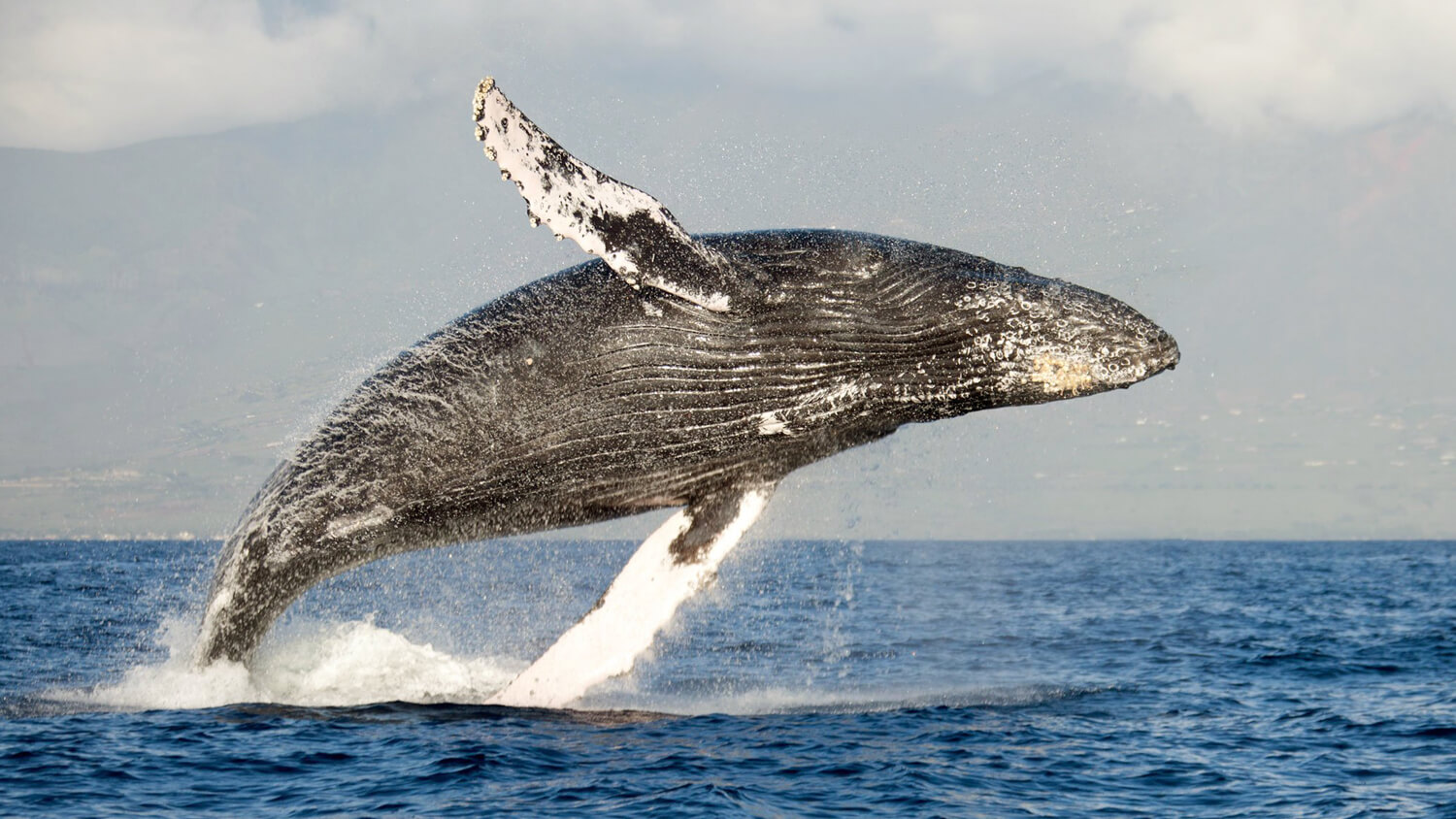 Best Time for Whale Watching in Puerto Vallarta | Local Lens