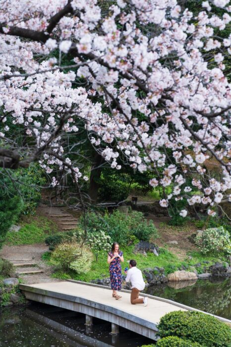 tokyo-proposal-local-lens-shinjuku-gyoen-national-garden-cherry-blossom