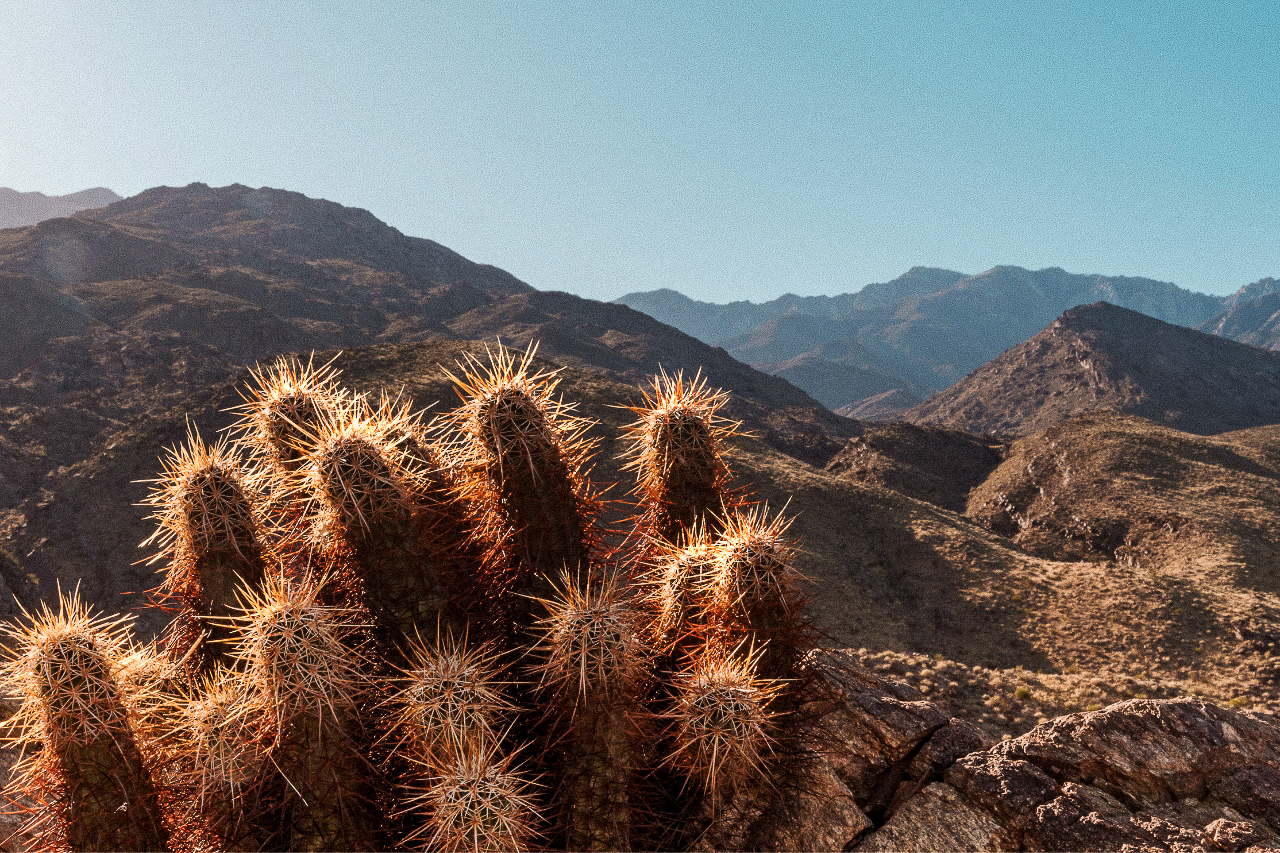 hire a proposal photograhper in Palm Springs