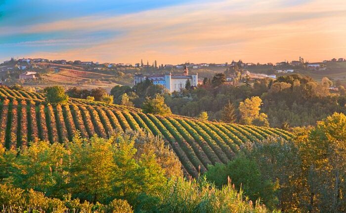 Chianti Vineyards